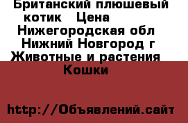 Британский плюшевый котик › Цена ­ 3 000 - Нижегородская обл., Нижний Новгород г. Животные и растения » Кошки   